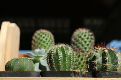 Close-up of succulent plant