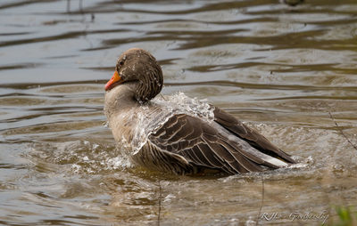 Goose swimming in pond