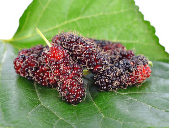 Close-up of strawberries