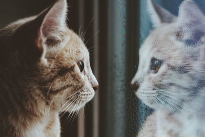 Close-up of a cat looking through window