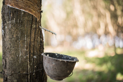 Close-up of wooden post on tree stump in forest