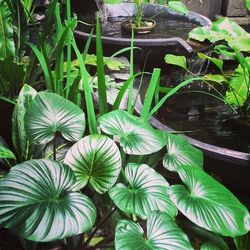 Leaves on plant