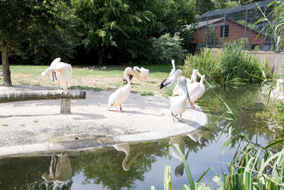 View of swans in calm water