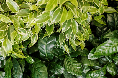 Full frame shot of green leaves