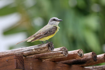 Close-up of bird perching on wood