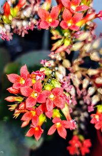 Close-up of pink flowers blooming outdoors