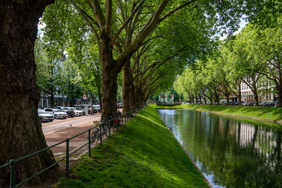 Trees in park by river in city