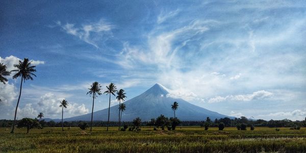 Panoramic view of rice field and coconut trees against mayon volcano and the blue skies