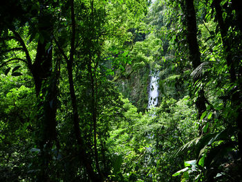La fortuna waterfall through the trees.