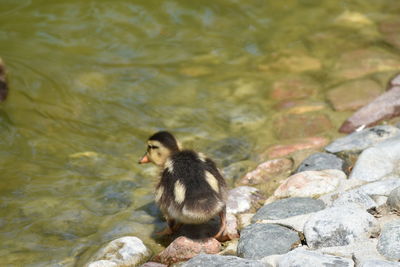 View of a ducks on rock