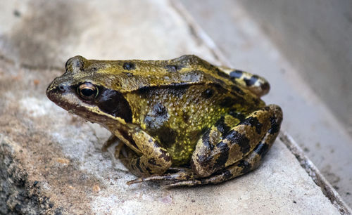 High angle view of frog on rock