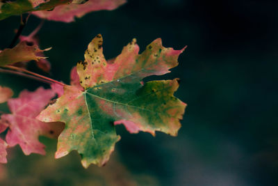 Close-up of maple leaf in water