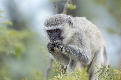 Close-up portrait of monkey on tree