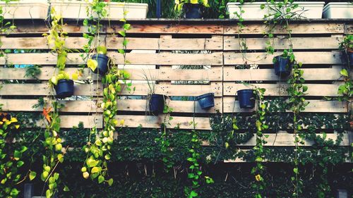 Potted plants hanging on wooden fence