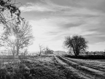 Bare trees on field against sky