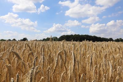 Scenic view of agricultural field against sky