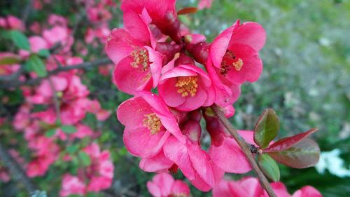 Close-up of pink flower