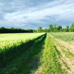 Scenic view of agricultural field against sky