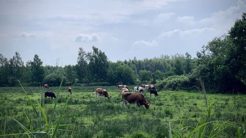 Horses on grassy field against sky