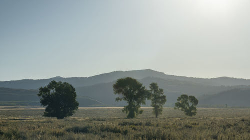 Trees on field against sky