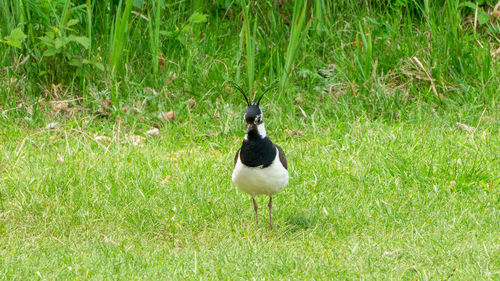 Bird on field