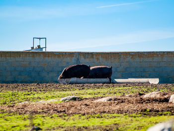 View of horse on field against the sky