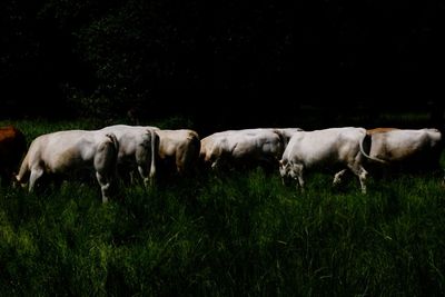 Cows grazing on grassy field