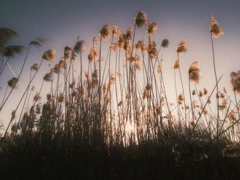 Low angle view of reed growing on field against sky