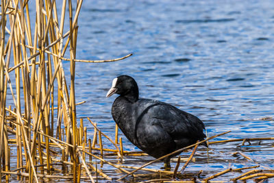 Close-up of duck