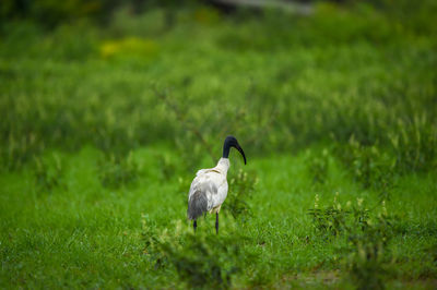 Bird on a field