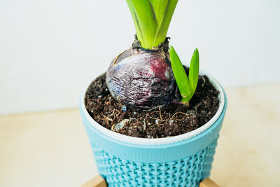 High angle view of potted plant on glass table