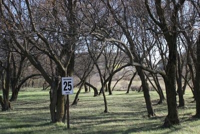 Bare trees on landscape