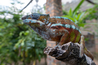 Close-up of a lizard on tree