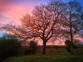 Bare trees on field against cloudy sky