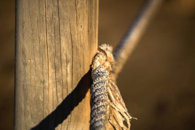 Close-up of rope on wooden post