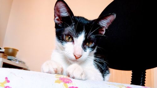 Close-up portrait of a cat looking away