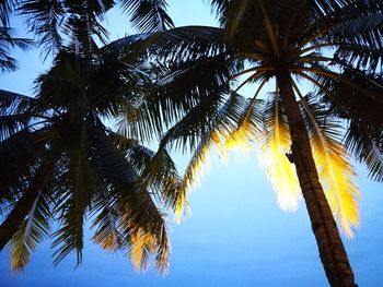 Low angle view of palm tree against sky