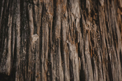 Full frame shot of tree trunk