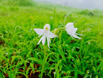 Close-up of white flowers blooming in field