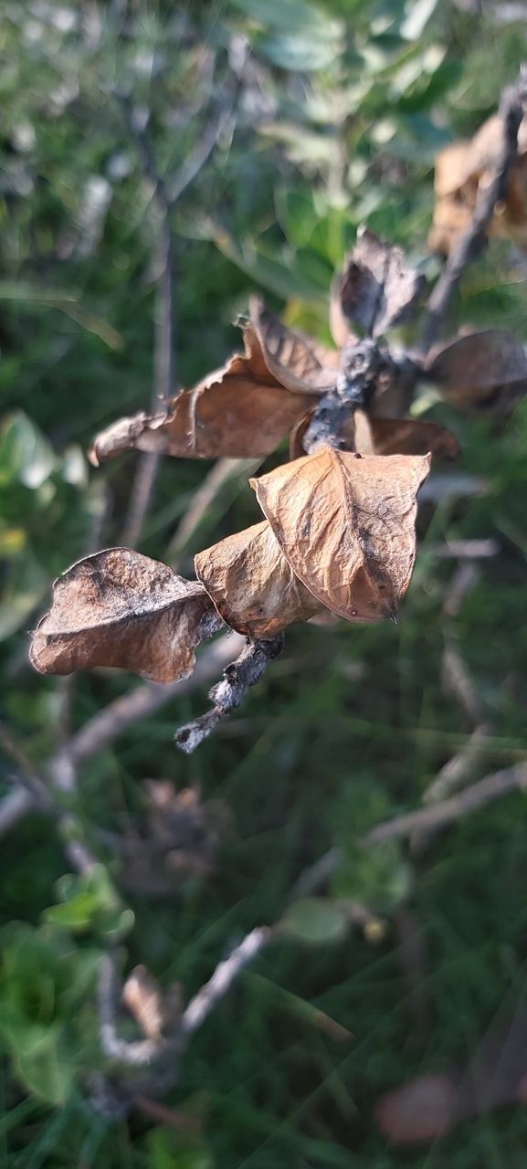 CLOSE-UP OF DRY LEAVES ON TREE