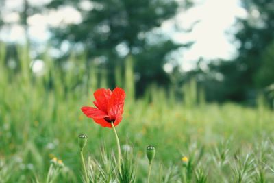 Close-up of red flower on field