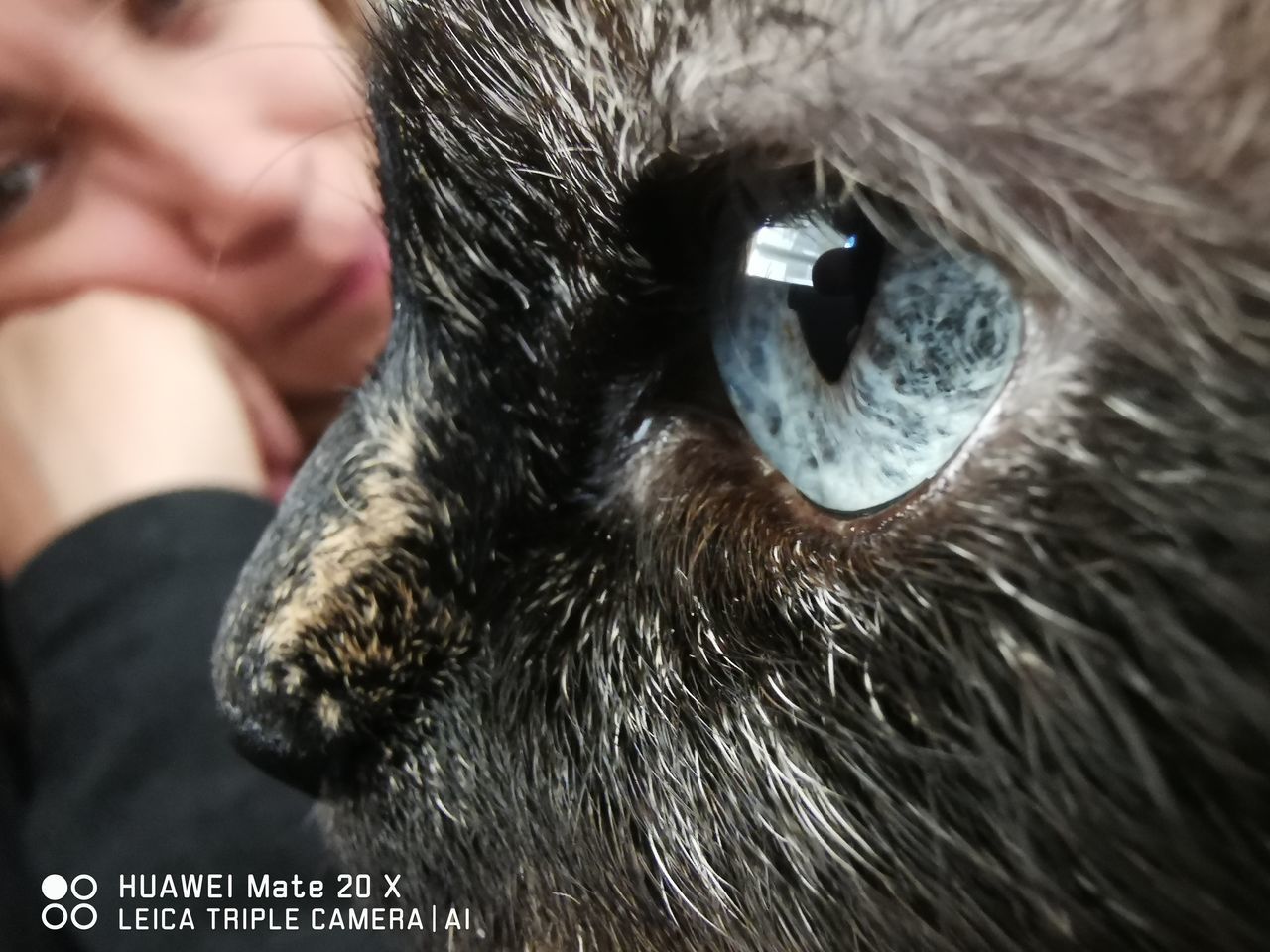 CLOSE-UP OF DOG WITH PERSON WEARING HAT