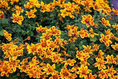 flowering plant
