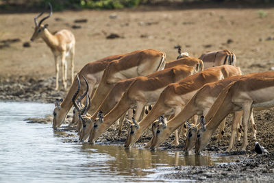 Flock of impalas drinking water at lakeshore