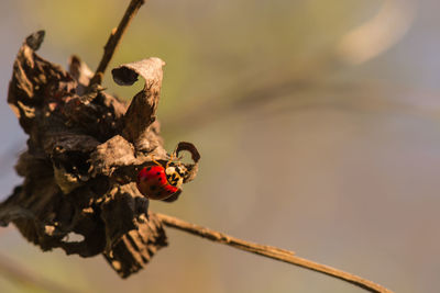 Close-up of bug on dried plant