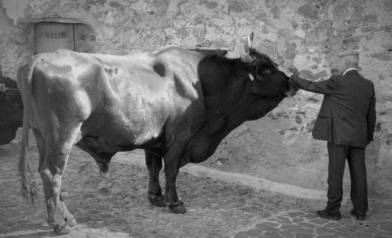 SIDE VIEW OF A DOG STANDING ON WALL