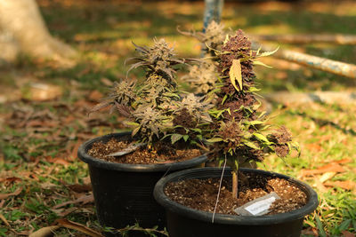 High angle view of potted plant on field