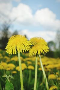 Close-up of fresh yellow flower blooming in field against sky