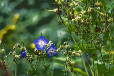 Close-up of purple flowering plants