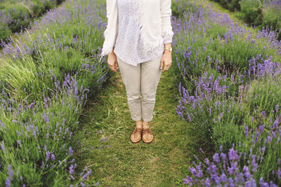 Low section of woman standing between lavender rows